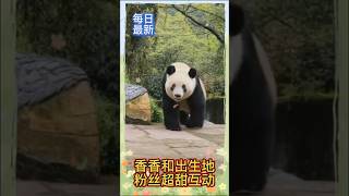 [每日最新]🥰香香和家乡粉丝超甜互动！🐼香香 #大熊猫 #my cute panda