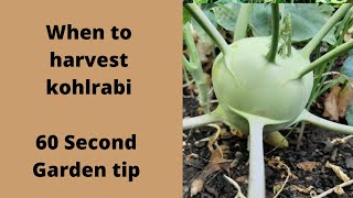 When to harvest kohlrabi - 60 Second Garden Tip