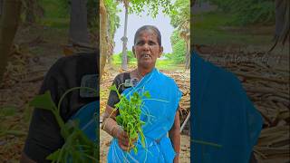 Pirandai Oorugai ( Pickle ) | for Hungry ( பிரண்டை ஊறுகாய் ) | #shorts | Tamil Mom Recipes