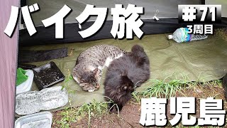 【3-71】野良猫の幸せとは？野良猫を保護するべきか、真剣に考えてみた。【バイクでキャンプツーリング】（日本一周3周目）