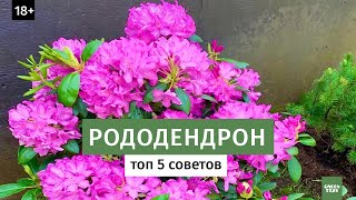 Как вырастить рододендрон в саду? Лучшие сорта рододендронов // Цветущие кустарники 16+