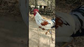 Best Quality faighter hen in Odisha. please all subscribe and share.