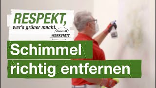 Schimmel richtig entfernen | toom Werkstatt