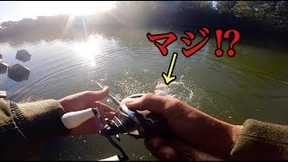 【bass fishing】サカマタシャッド８インチが驚異！