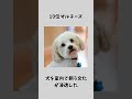 人気の犬ランキング shorts 犬 いぬ かわいい ランキング voicevox 春日部つむぎ