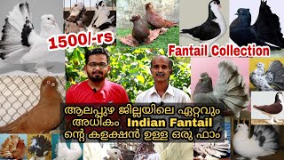 ആലപ്പുഴയിലെ ഒരു കിടിലൻ fantails ന്റെ കളക്ഷൻ ഉള്ള മഹേഷേട്ടന്റെ ലോഫ്റ്റ് || Indian Fantails || Pigeon