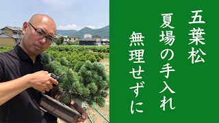 [Patience is important] Goyomatsu Don't overdo it in the summer [Bonsai management]