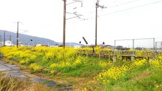 JR九州 長崎本線 肥前竜王駅→肥前鹿島駅、鹿島川橋梁を渡り肥前鹿島駅に入線。