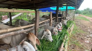 Cambodai Raising cows កាចិញ្ចឹមគោនៅស្រុកឣូរជ្រៅខេត្តបន្ទាយមានជ័យ