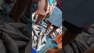 ഒരു ലേലം വിളി #trendingshorts #subscribe #viralshorts #status #mass #fishingfreaks