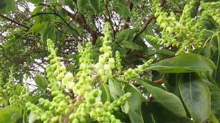 The Pacific Madrone  Trees in Bloom