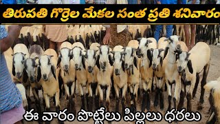 tirupathi sheep's market తిరుపతి గొర్రెల మేకల సంత పొట్టేలు పిల్లల ధరలు 02/07/2022