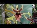 chatting about the oncidium alliance orchids