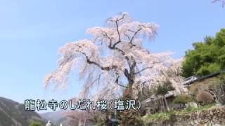 神流町の桜