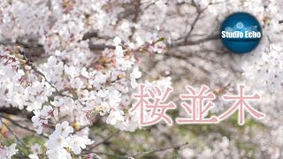 山口県美祢市・市役所横の美祢さくら公園・桜並木・令和二年卯月