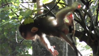 Playing under water drops [Cute and adorable little monkey] #TuabangMonkey