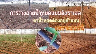 การวางสายน้ำหยดแบบอิสราเอลตาน้ำต้องอยู่ด้านบนเพราะแบบนี้