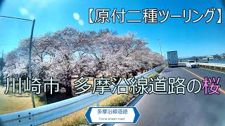 【原付二種ツーリング】川崎市　多摩沿線道路を走る♪　お花見ツーリング♫