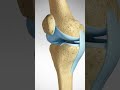 What keeps your knee stable? #kneeligaments #kneeanatomy #kneejoint