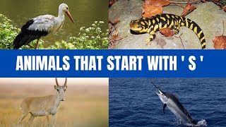 Animals That Start With \