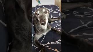 Firework Night Tips for Your Dog. Greyhound Training for Bonfire Night