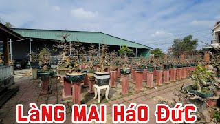 Làng Mai Háo Đức - An Nhơn - Bình Định Tết 2023