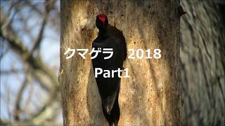 クマゲラ　2018　Part1