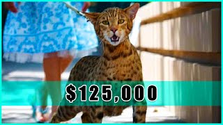 Top 10 Most Expensive Cat Breeds In The World (125,000$)