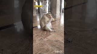 வாழைப்பழத்தை அழகாக சாப்பிடும் குரங்கு | Monkey funny videos 🐒🙉 #shorts #monkeyvideo #monkeyfun