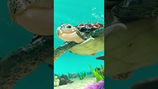 3D Sea Turtle – Blender