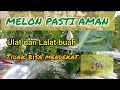 Solusi pengendalian hama ulat dan lalat buah pada melon