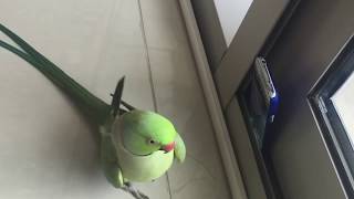 Malayalam Speaking Parrot Sonu