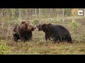 intense scrap between two brown bears