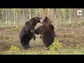 intense scrap between two brown bears