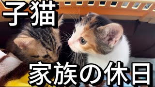 【ご報告】家族が増えました、子猫を迎えに行く〜｢日常vlog｣