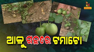 Strange, Tomatoes Grow On Potato Plants In Paradeep City Of Odisha | NandighoshaTV