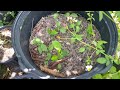 biological potting soil for starting seeds at frog valley tropical fruit farm part 4