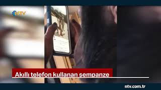 Akıllı telefon kullanan şempanze (Dokunmatik ekranı ustaca kullanıyor)