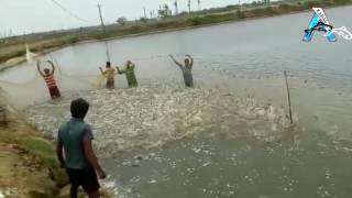 Strange Phenomenon a Lot of Prwans Swim Ashore