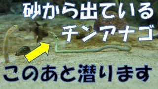 チンアナゴが砂に潜る様子