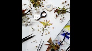 Cherry blossom: Illustrating White flowers