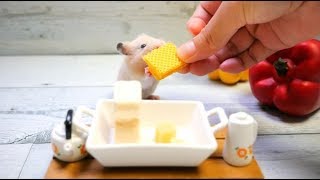 【ASMR】ハムスターの咀嚼音その2🐹 Hamster's meal scene【音フェチ】