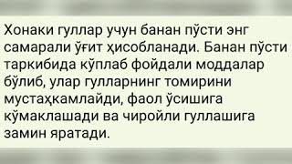 Гул шайдоларининг  банан🍌 ту́грисида билган ва билмаган маьлумотлари