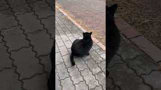 【黒猫クロちゃん】少しお近付きになれたかな。#公園猫 #地域猫 #cat #shorts