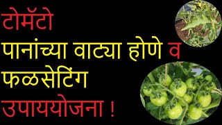 टोमॅटो - पानांच्या वाट्या होणे व फळसेटिंग उपाययोजना !।#Doctor_Kisan#टोमॅटो_लागवड#tomato_farming#खत