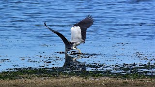 アオサギの漁 (4K) / Gray heron fishing (4K)