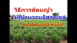 วิธีการตัดหญ้าหวานอิสราเอล ขายท่อนพันธุ์ ท่อนละบาทเดียว โทร 088-5522514