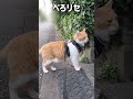 散歩中のハプニング 元野良猫チャチャ ねこ cat 猫 猫武将 猫侍 ねこさんぽ shorts