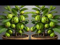 🌿Ready to grow your own guava, and lychee trees at home, How to grow guava and lychee tree