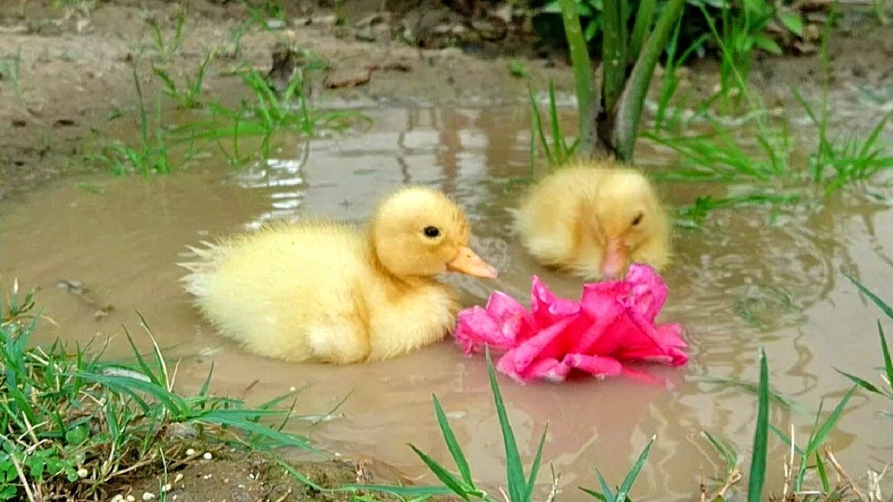 Ducklings Taking A Bath Youtube
